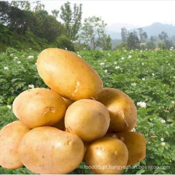 Oferecendo batatas frescas de alta qualidade